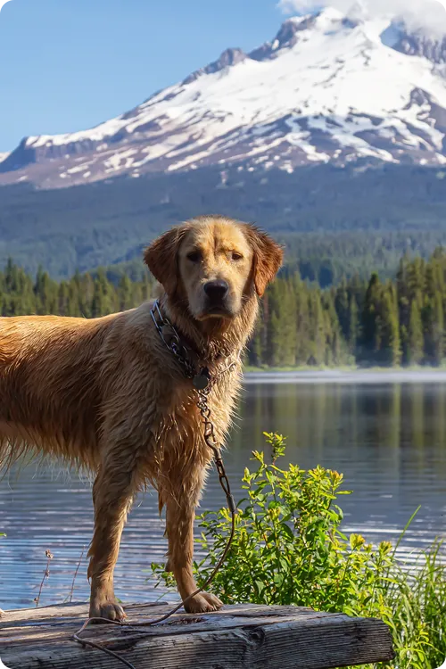 Golden Retriever standing by a lake surrounded by mountains