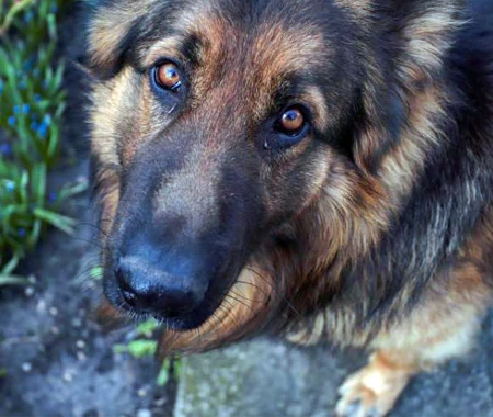 Close-up of German Shepherd dog