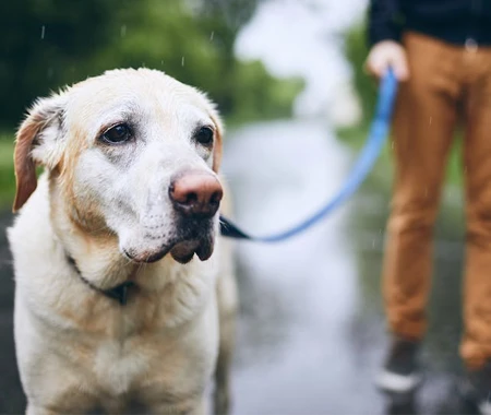 A dog in a blue leash walking in the rain