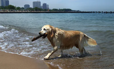 A dog sits on a concrete pillar near some water