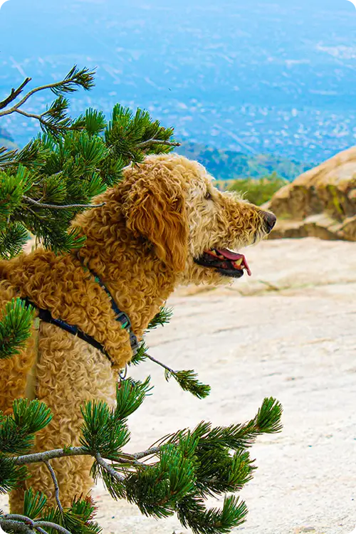 Doodle dog standing outside relaxing