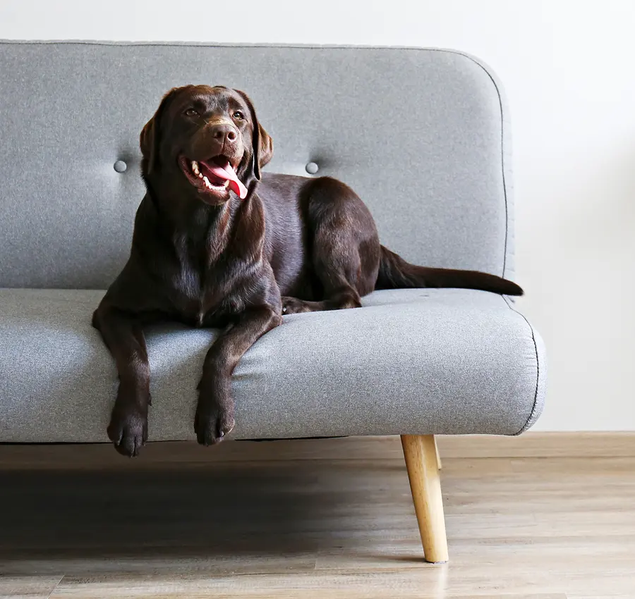 Black dog sitting on a couch