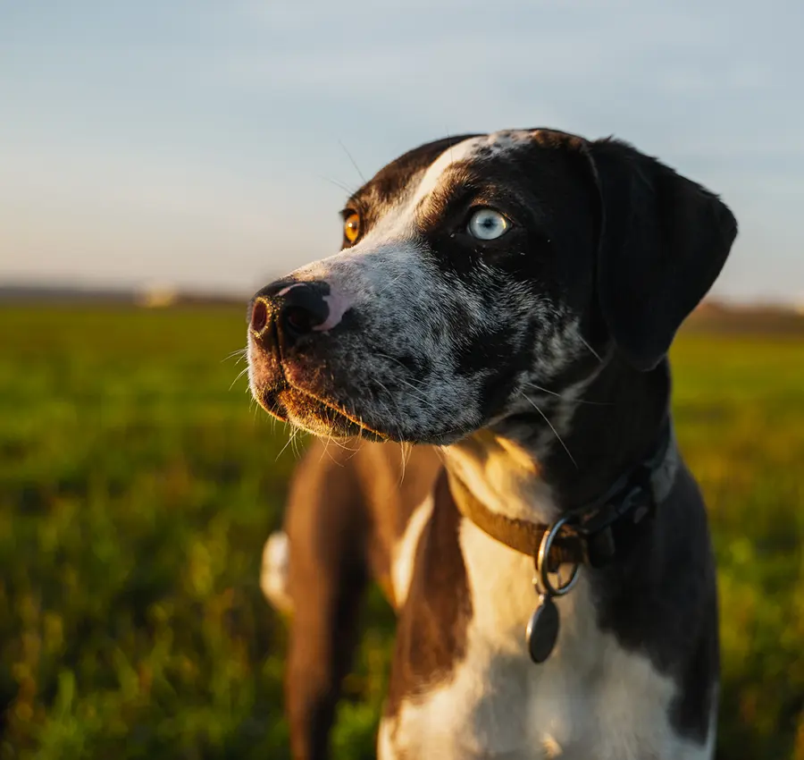 Hound dog stares into distance
