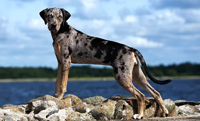 Hound dog standing on rocks by the bayou