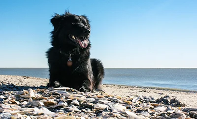 Black dog relaxing on the beach