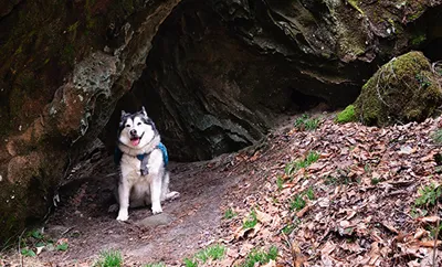 Siberian Husky enjoying the woods outside