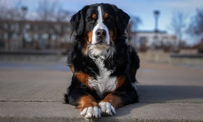 Bernese Mountain Dog relaxing outside