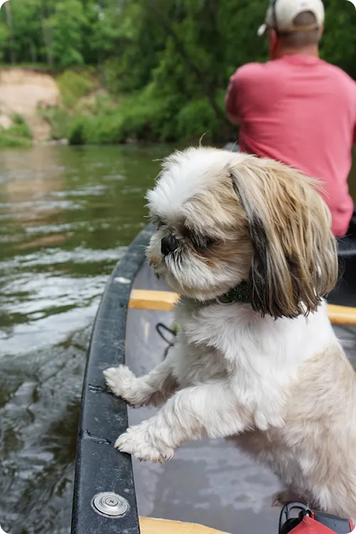 Dog and owner in a kayak