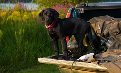 A black dog stands on a boat