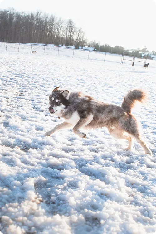 A dog on the beach ready to play