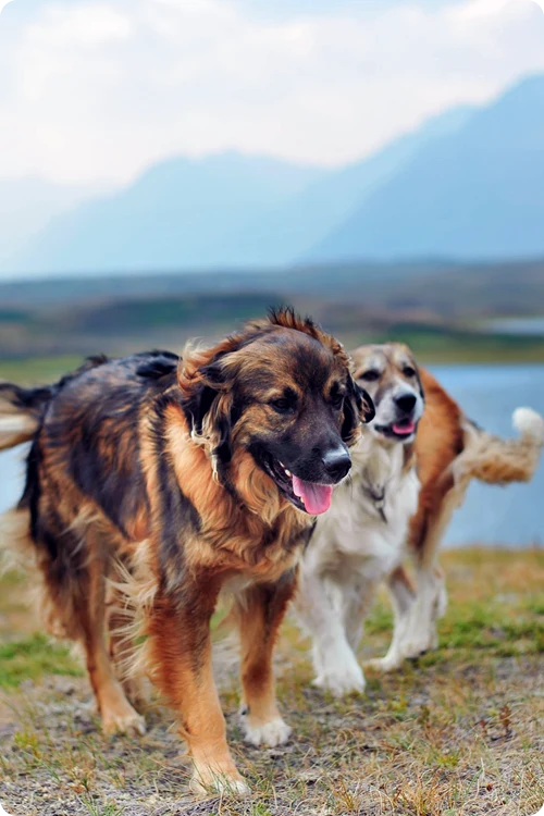 Two dogs playing outside in nature