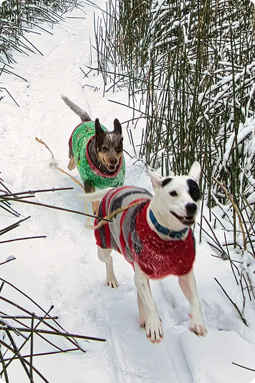 Two dogs playing in the snow